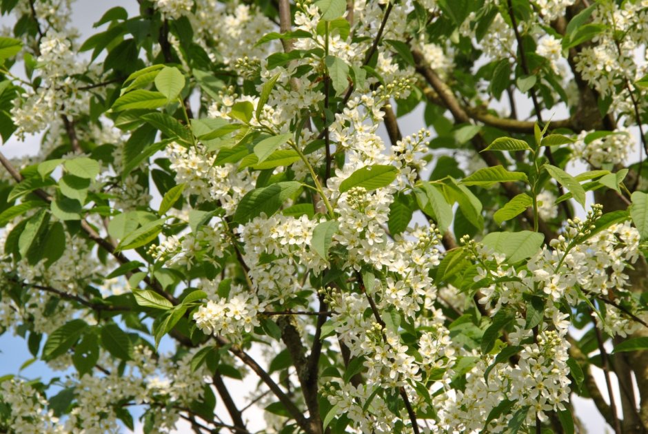 Черемуха обыкновенная (Prunus Padus)