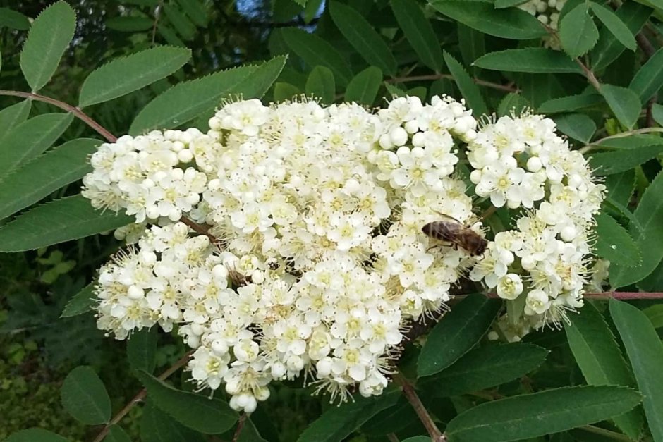 Sorbus aucuparia цветет