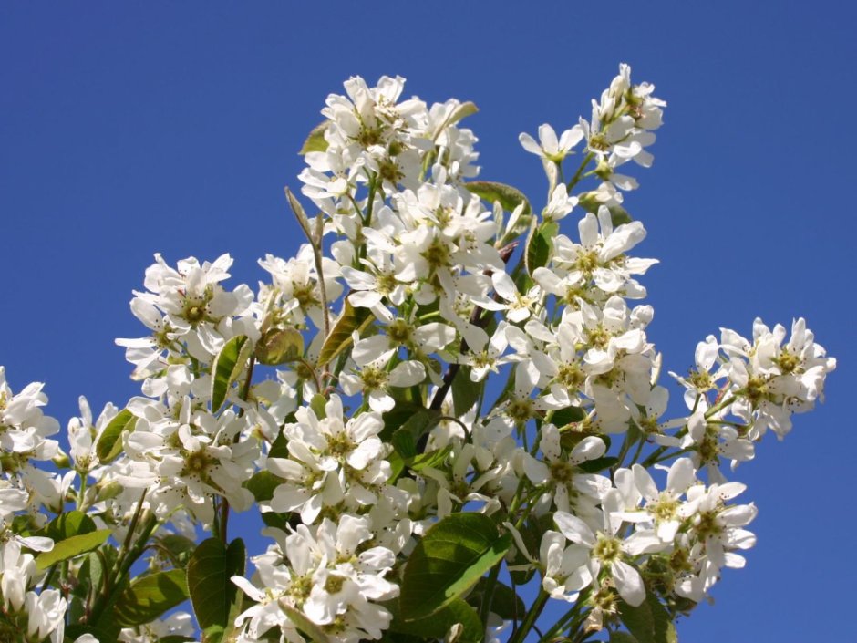 Amelanchier medik