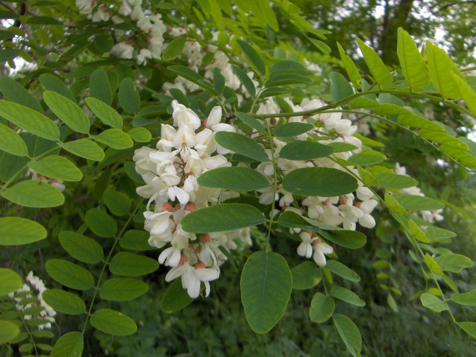 Белая Акация (Робиния псевдоакация)