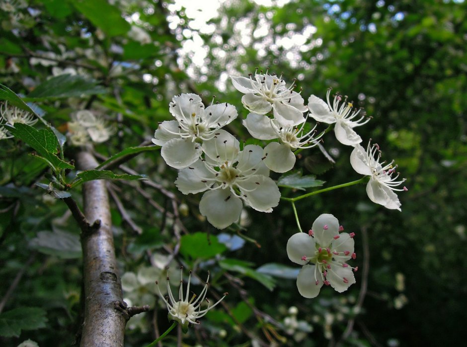 Белые цветы на дереве