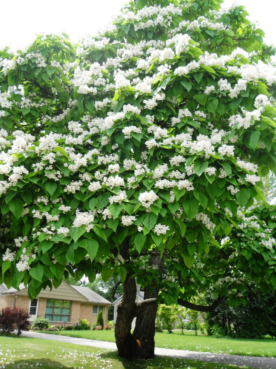 Катальпа бигнониевидная (Catalpa bignonioides)