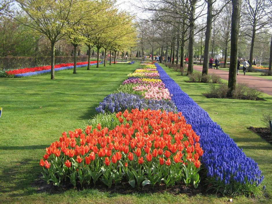 Парк тюльпанов в Голландии Кекенхоф в 2020