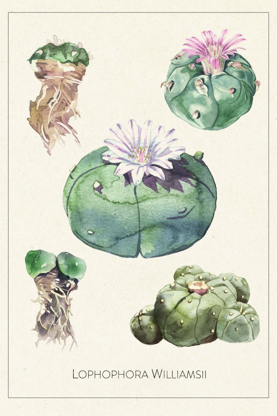 Лофофора Уильямса Ботаническая иллюстрация