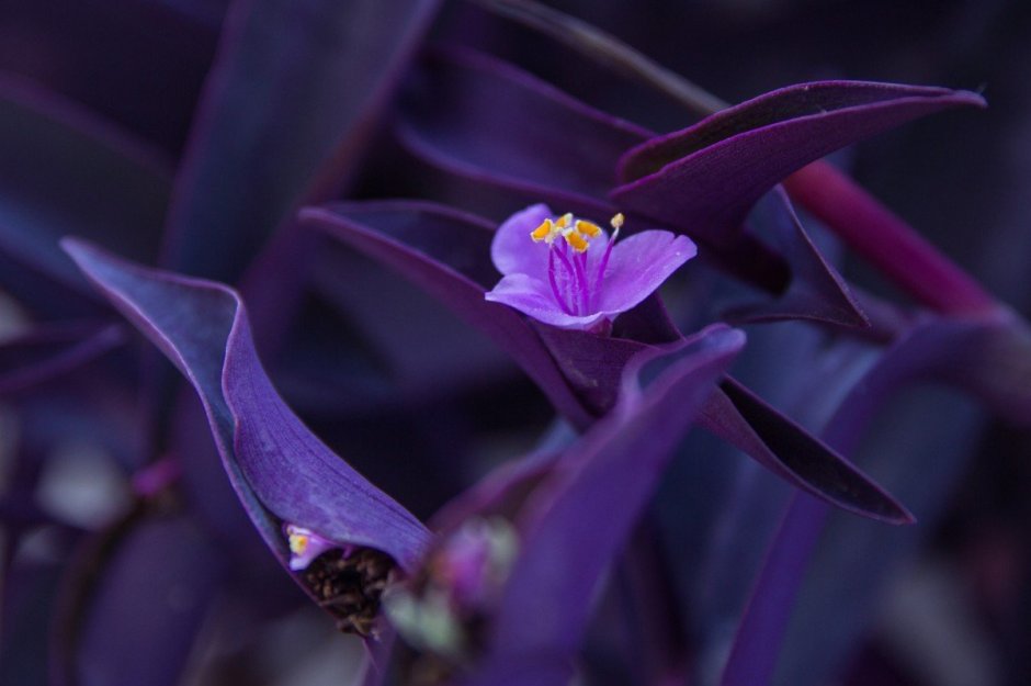 Колеус Пумила Coleus pumila