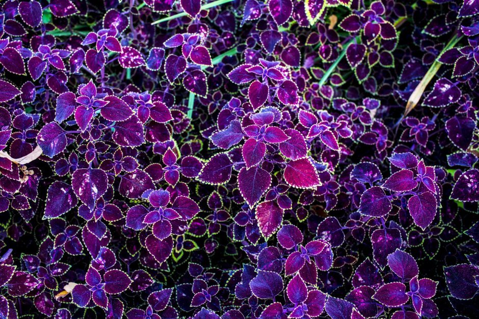 Растение с зелено-фиолетовыми листьями