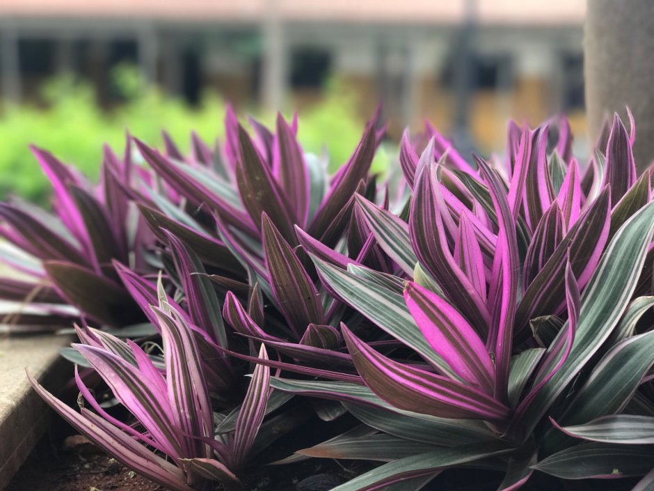 Цветок Бегунец с фиолетовыми листьями
