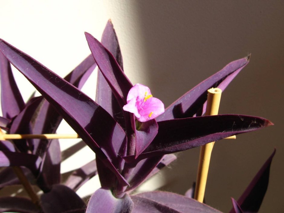 PURPURASCENS С пурпурно-фиолетовыми листьями