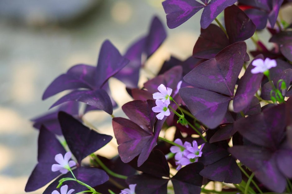 Цветок с фиолетовыми листьями