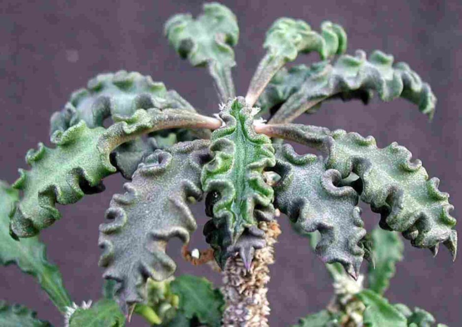 Суккулент Euphorbia decaryi