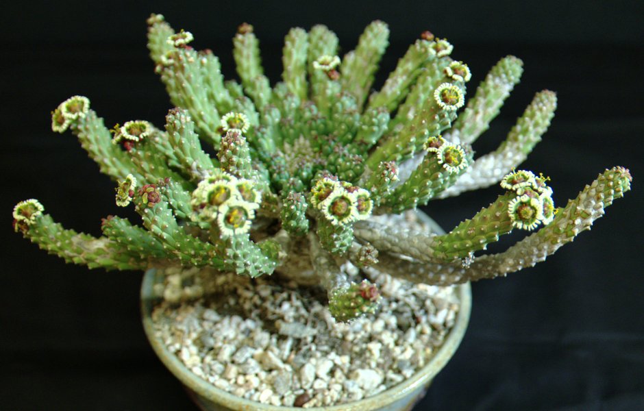 Суккулент Euphorbia Caput-Medusae!