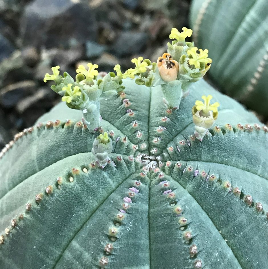 Euphorbia obesa (молочай, эуфорбия)