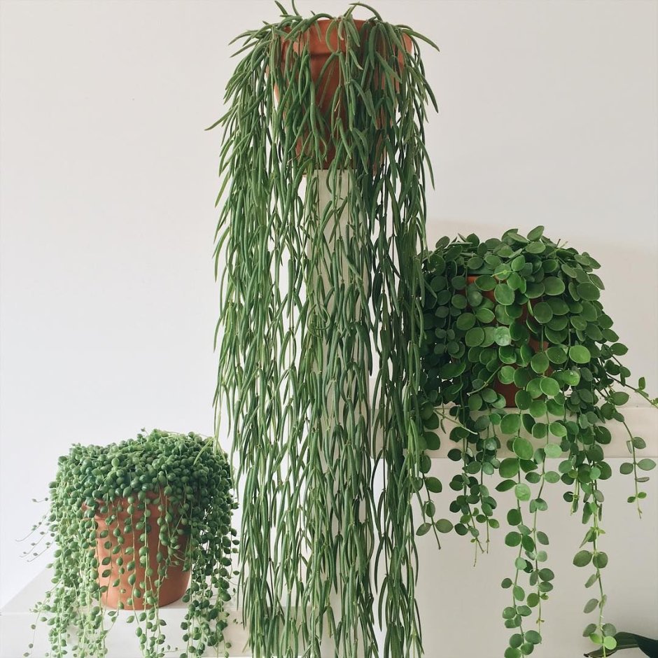 Ампельные тенелюбивые комнатные растения