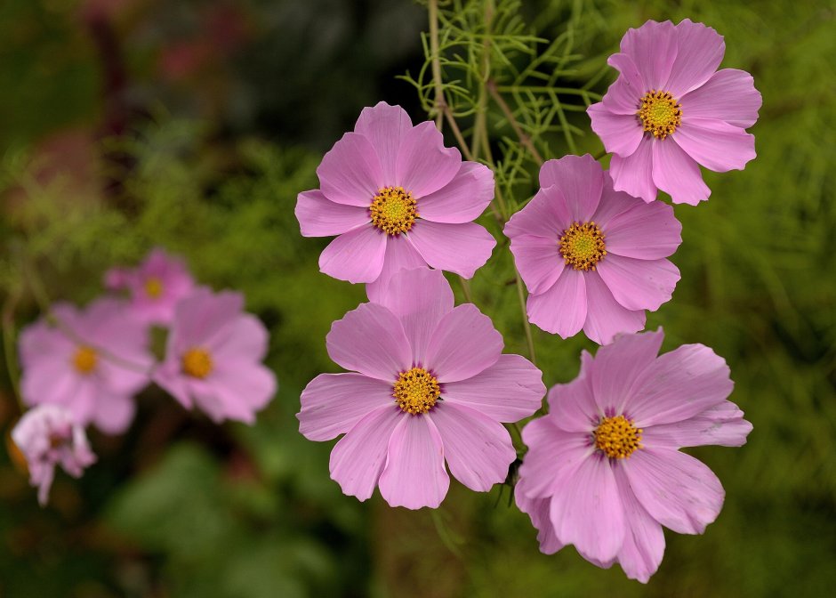 Космея дваждыперистая (Cosmos bipinnatus)