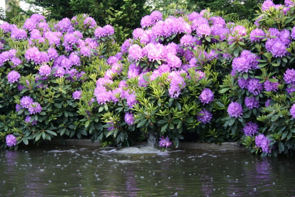 Рододендрон катевбинский grandiflorum