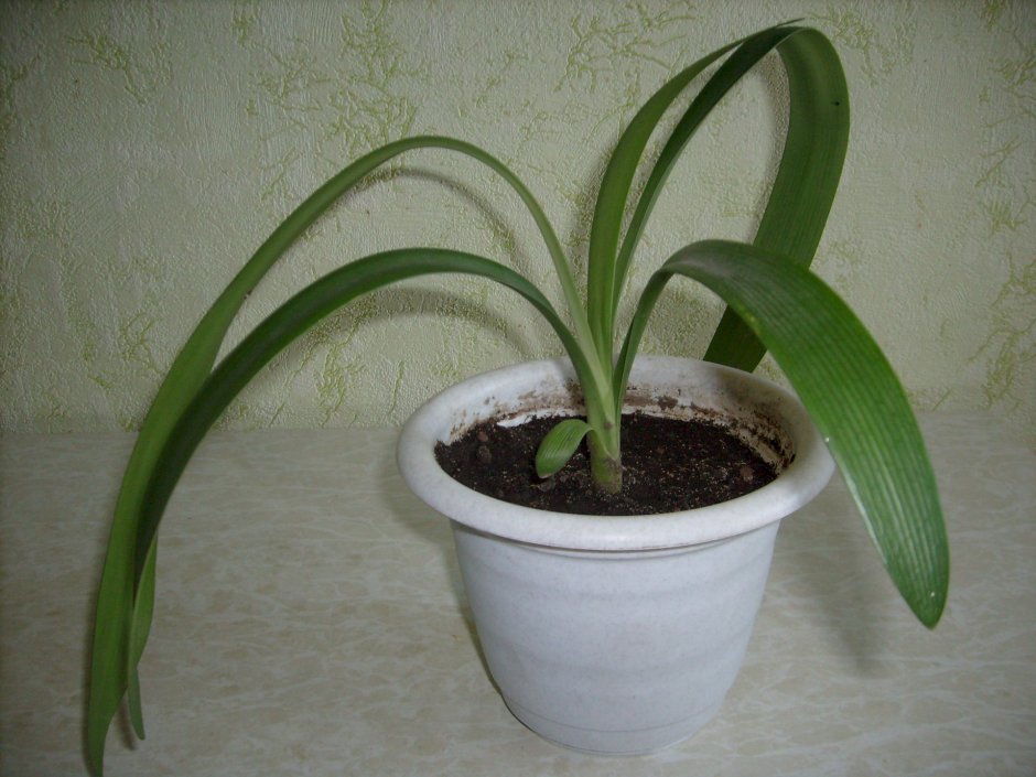 Хлорофитум Капский Chlorophytum