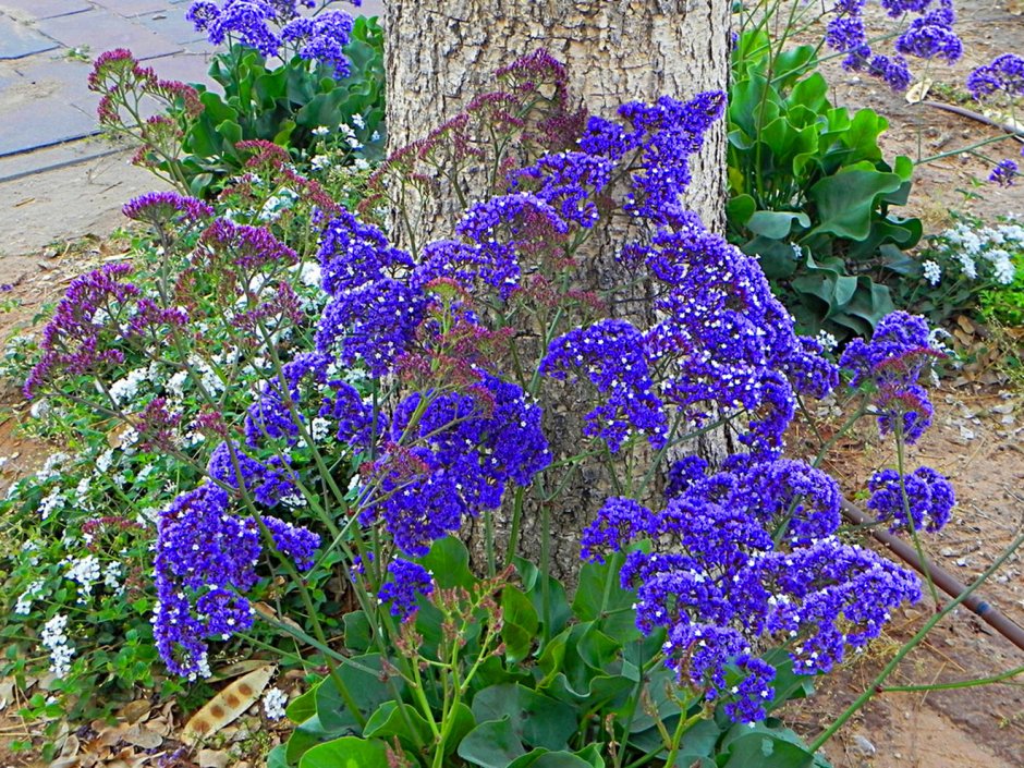 Цветы клумба композиция синий