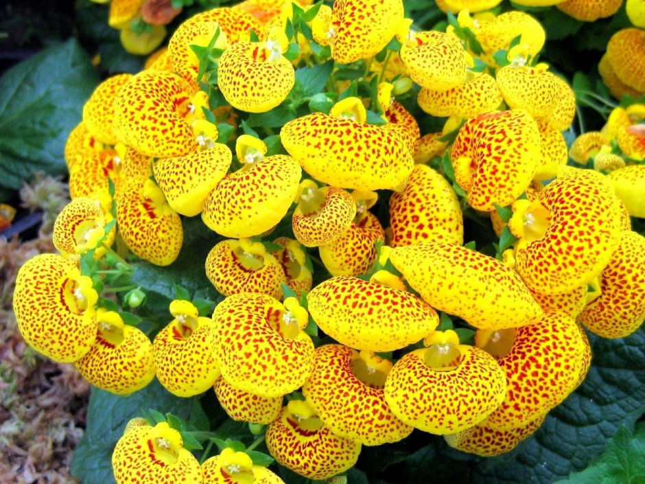 Каланхоэ желтый цветок