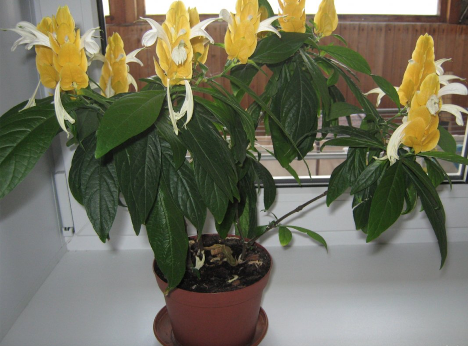 Желтый цветок комнатный Пахистахис