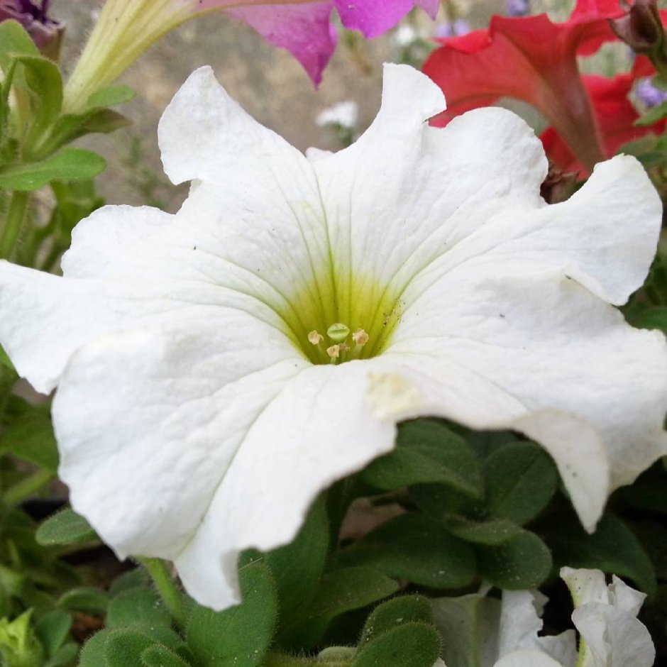 Сибелиус цветок однолетник