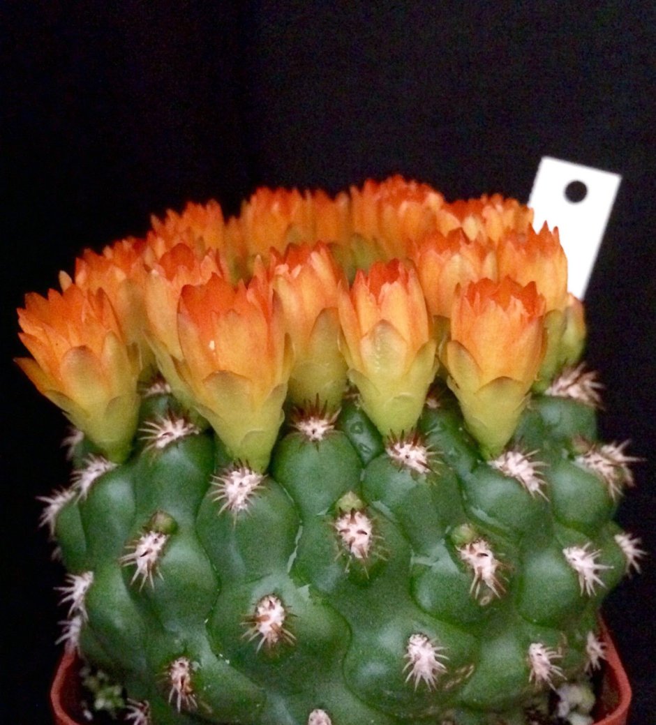 Weingartia neocumingii Cactus
