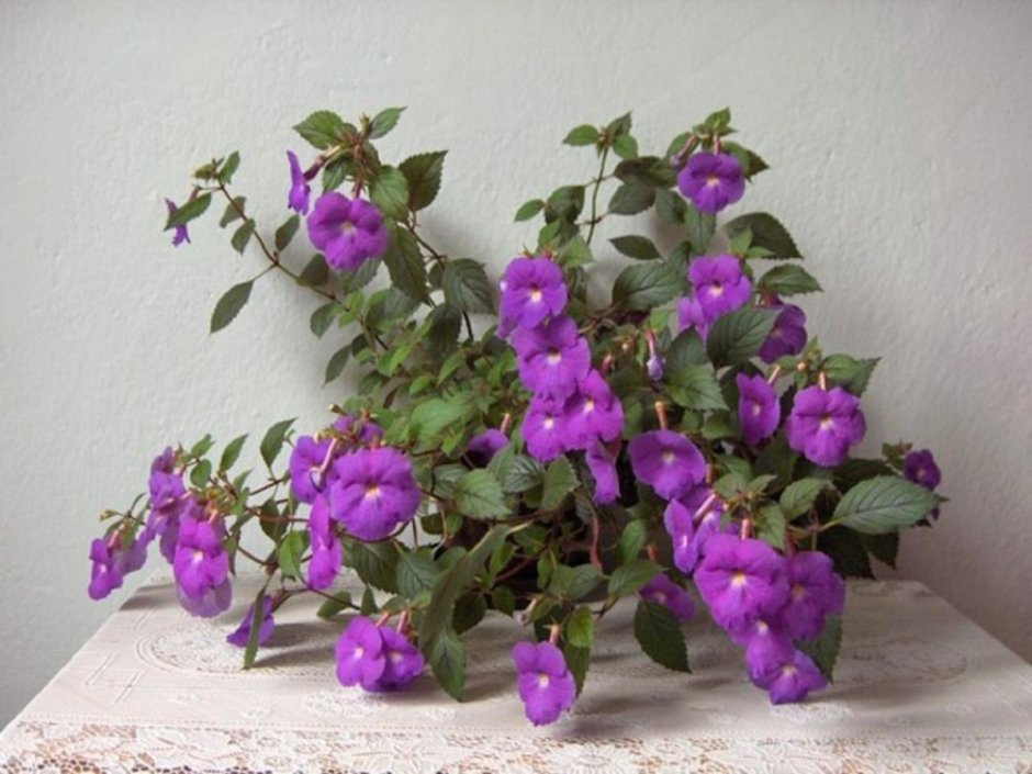 Комнатный цветок с фиолетовыми цветами