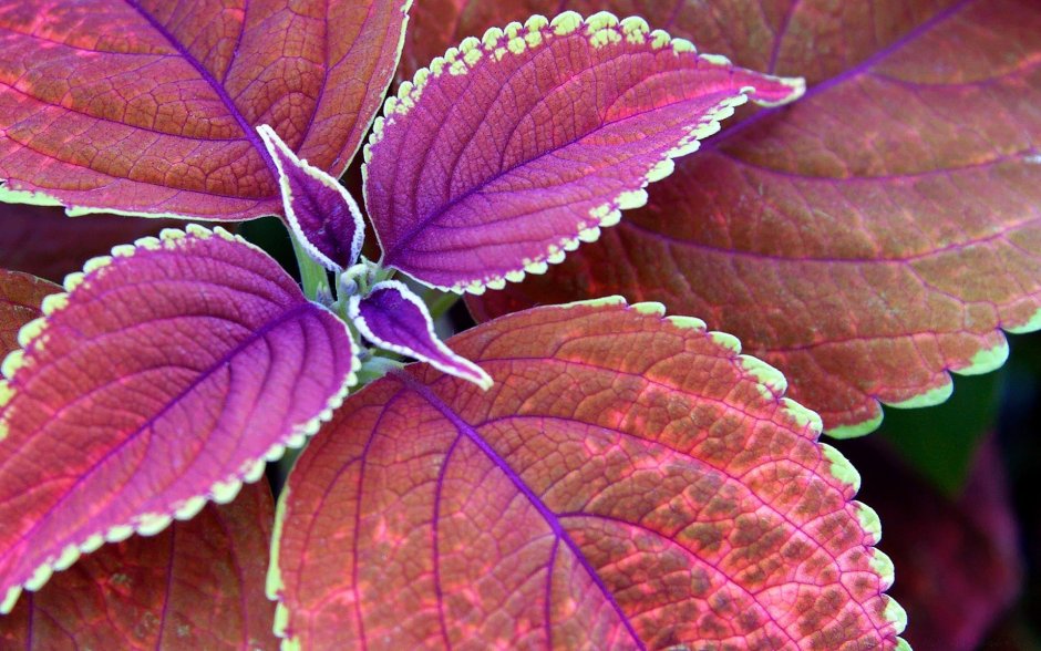 Пуансеттия пурпурная