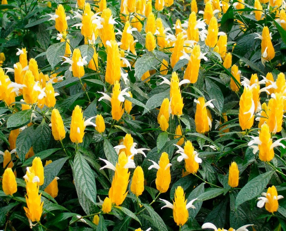 Цветок Пахистахис желтый