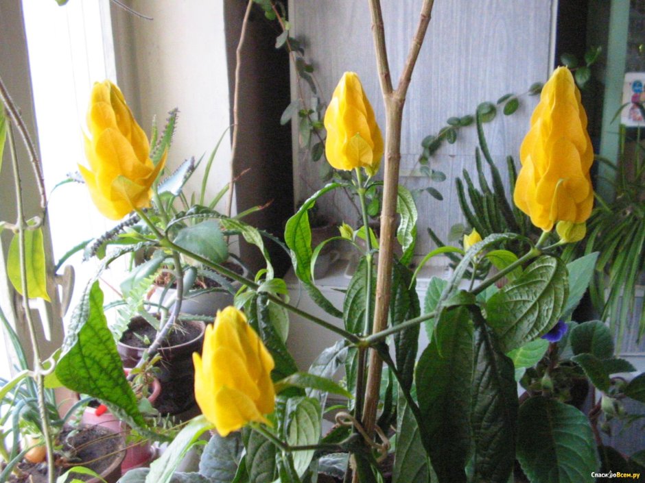 Цветок с желтыми цветами свечками Пахистахис