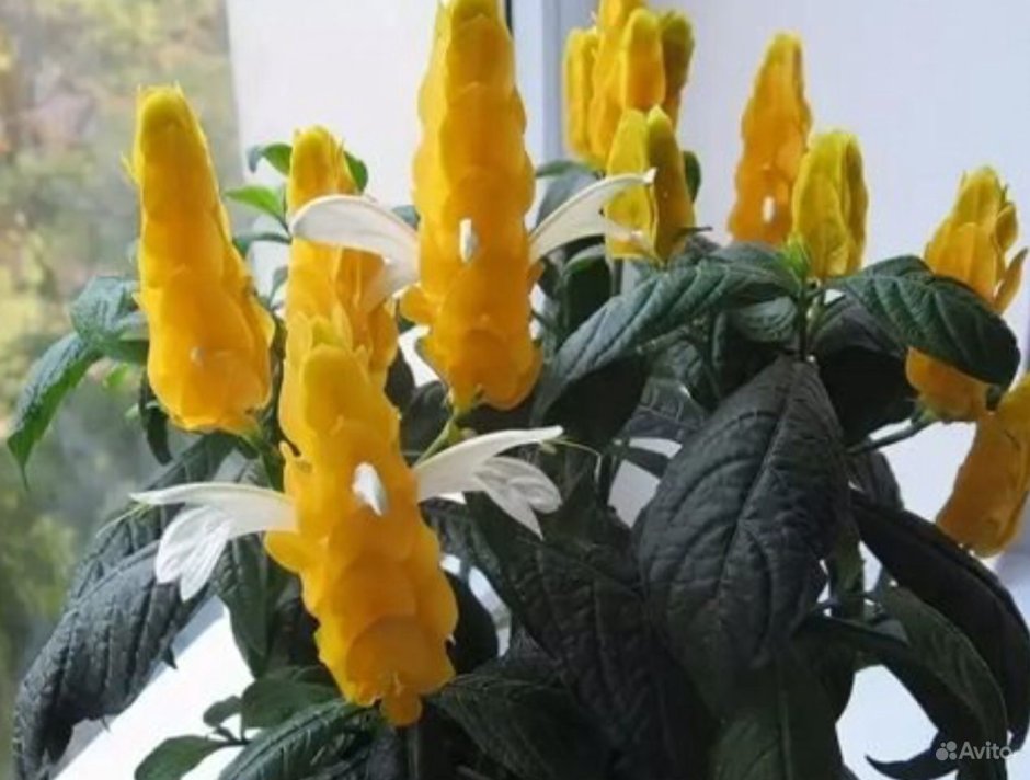 Цветок Пахистахис желтый