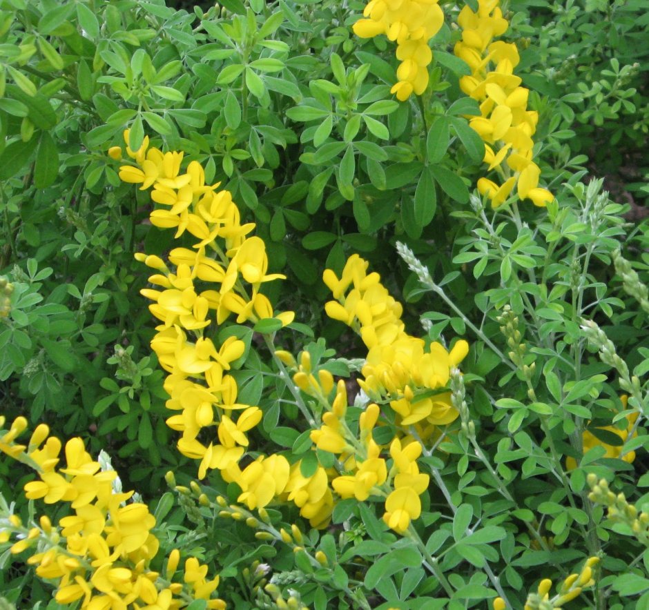 Желтые кустовые цветы