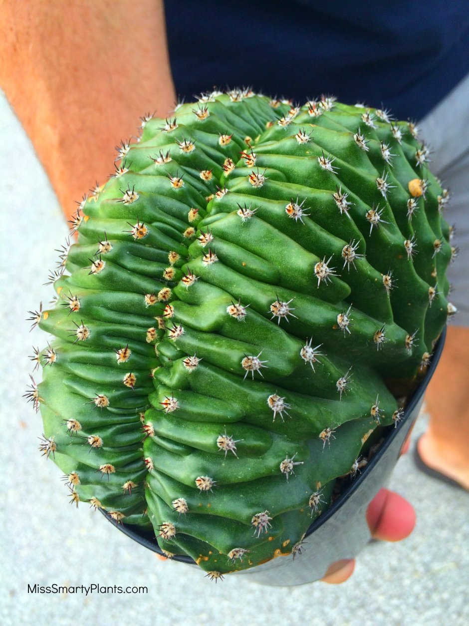 Кактус Сан-Педро (Echinopsis pachanoi)