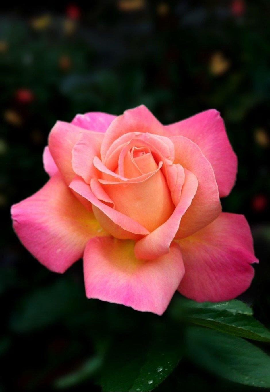 Кимберли роза Чеховский сад