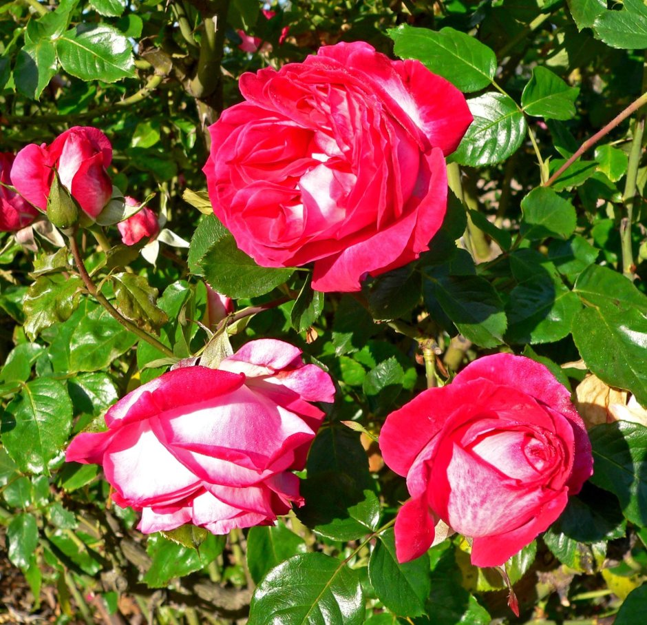 Чайно-гибридная роза Роуз Гожар
