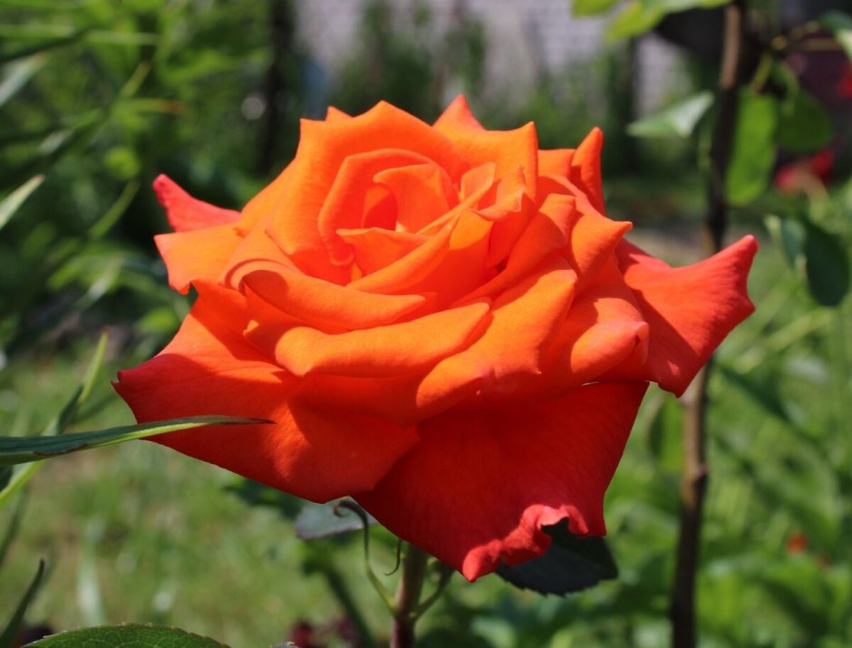 Роза чайно-гибридная оранж Мэджик