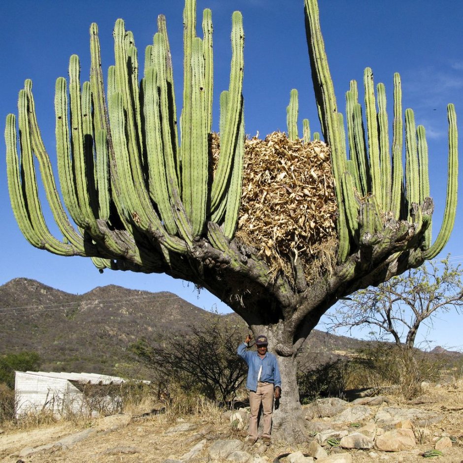 Мексика кактусы