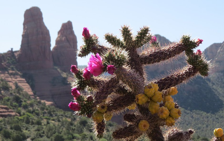 Цветение кактусов в пустыне
