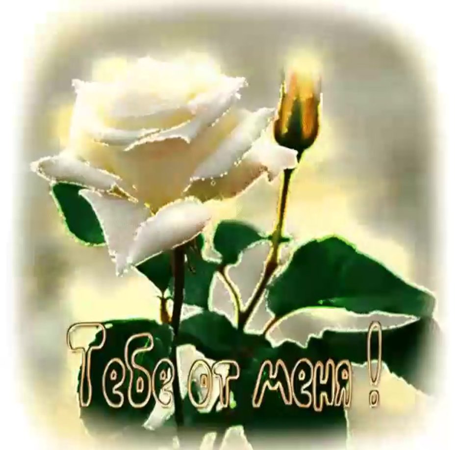 Открытки белые розы для тебя