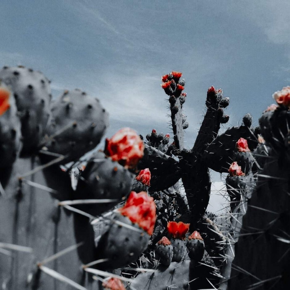 Мексика Эстетика кактусы