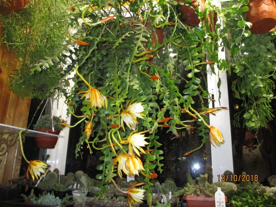 Эпифитные кактусы