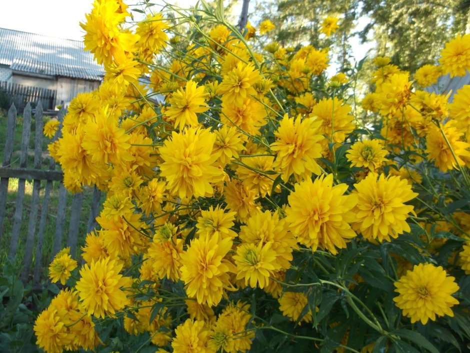 Желтые высокие цветы многолетники золотые шары