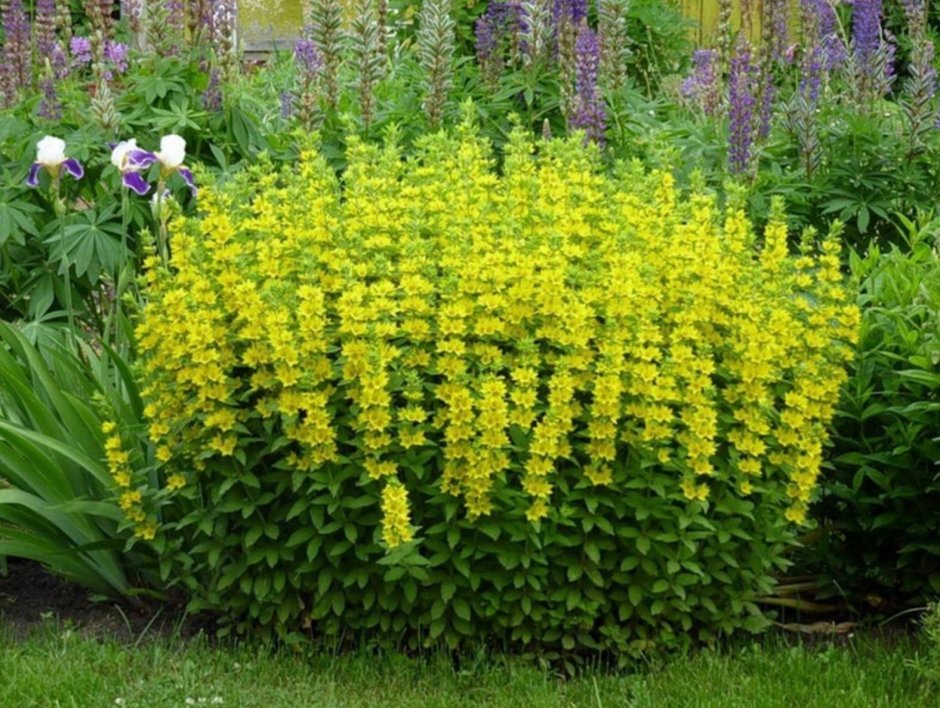 Вербейник точечный (Lysimachia punctata)