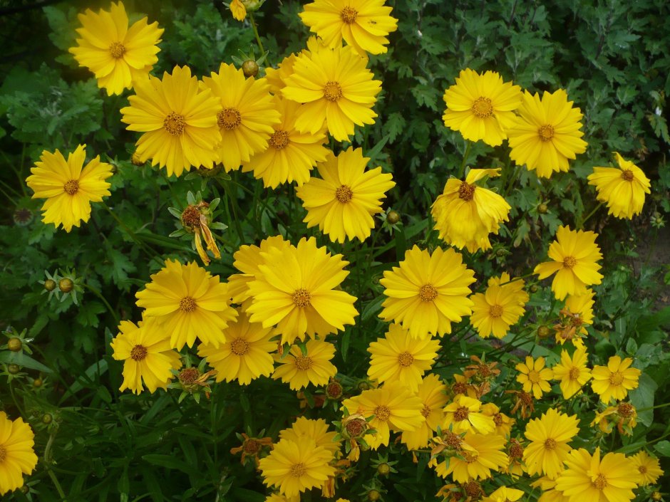 Вербейник точечный (Lysimachia punctata)