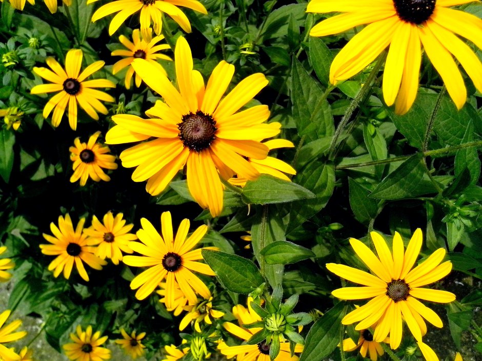 Желтые садовые цветочки