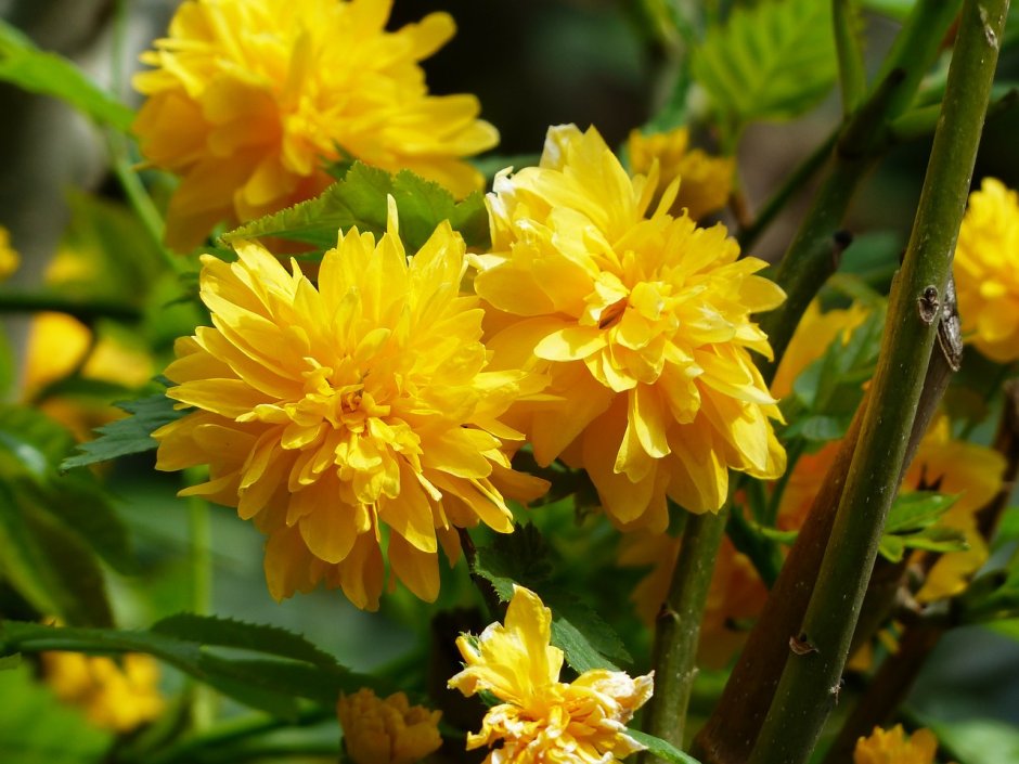 Желтые цветочки многолетки