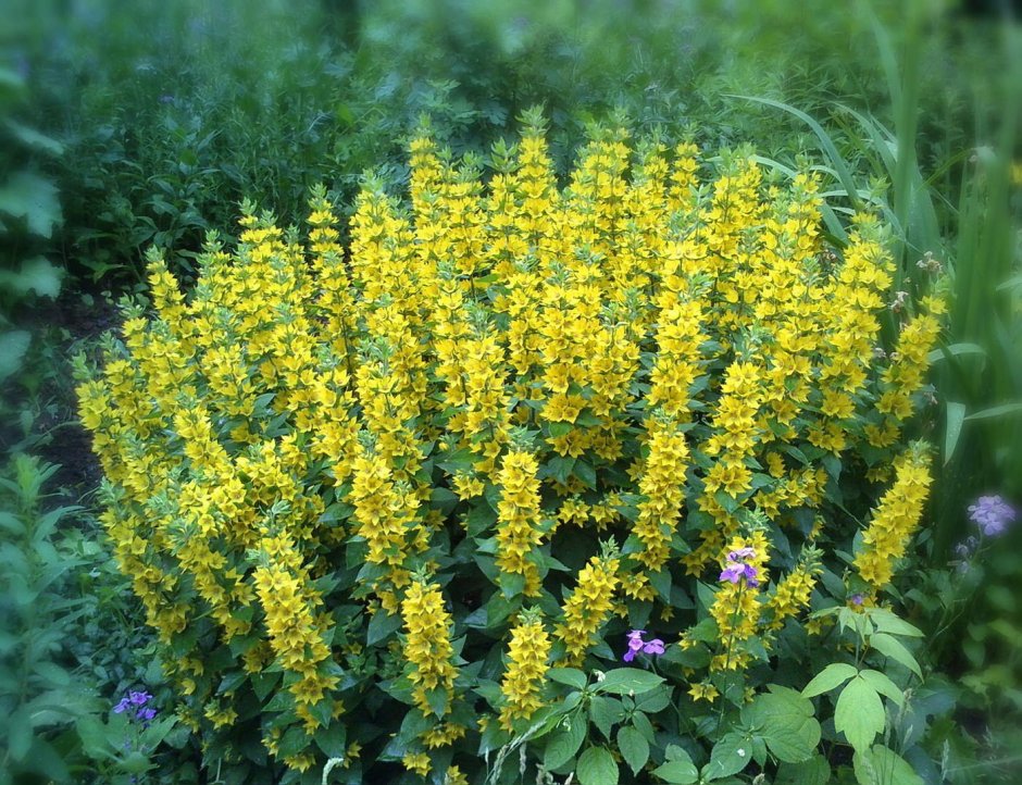 Вербейник обыкновенный Lysimachia vulgaris