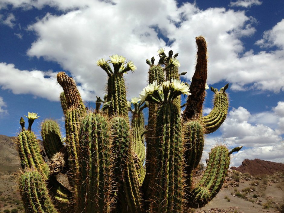 Финикс Аризона пустыня кактусы