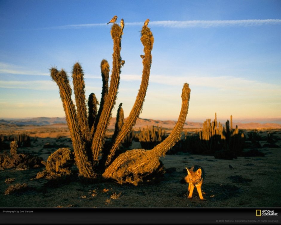 Atacama Desert Cactus