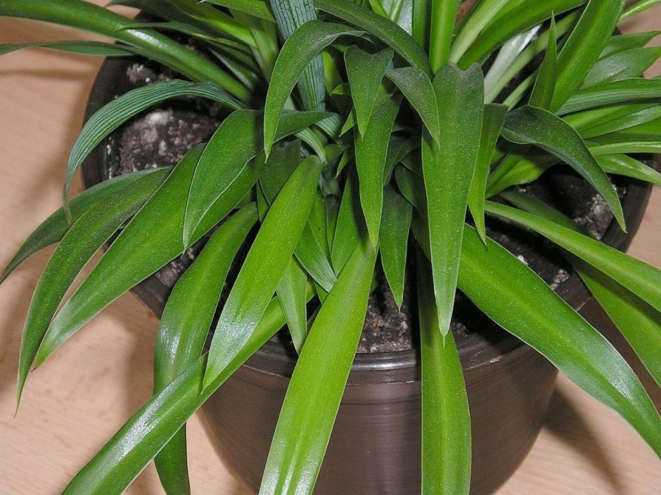 Хлорофитум Капский Chlorophytum