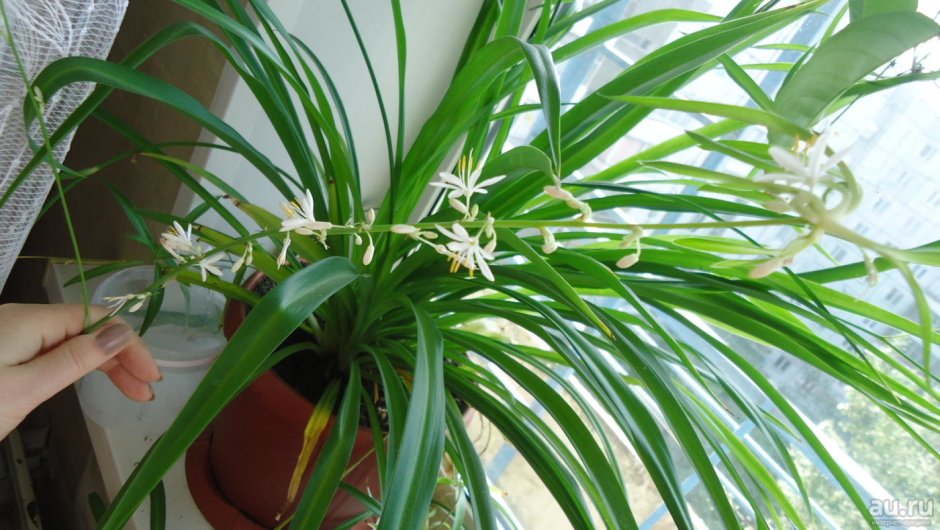 Хлорофитум Капский Chlorophytum